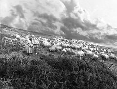 A-shepherd-with-his-sheep-at-Fairlight-hills-1890